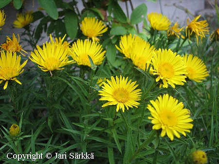  Inula ensifolia 